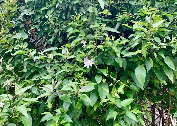 Bed and breakfast Maison Face Au Soleil 3*