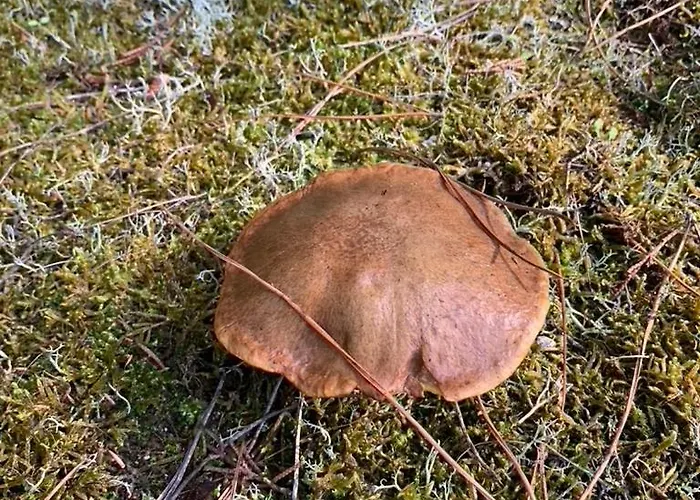 Maison Face Au Soleil 3* Le Bois-Plage-en-Ré